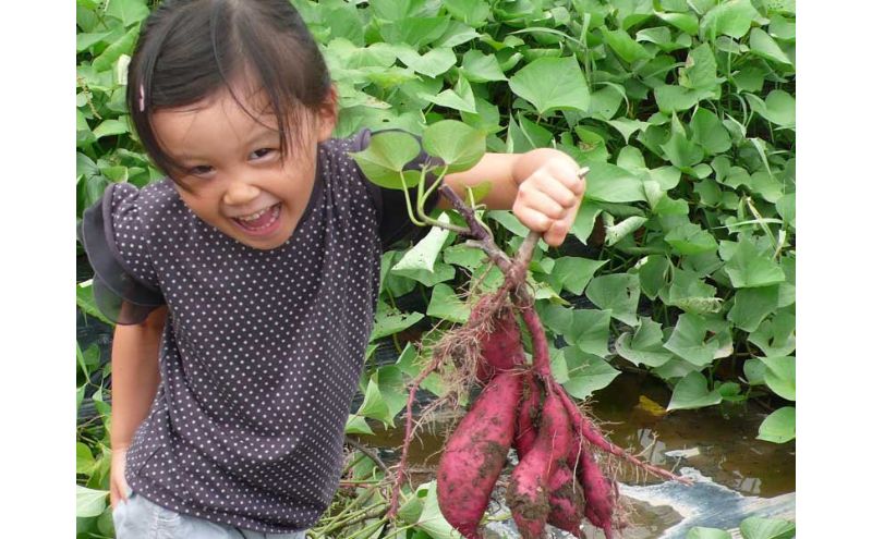 む～む～まるしぇの干いも3袋（安納芋）