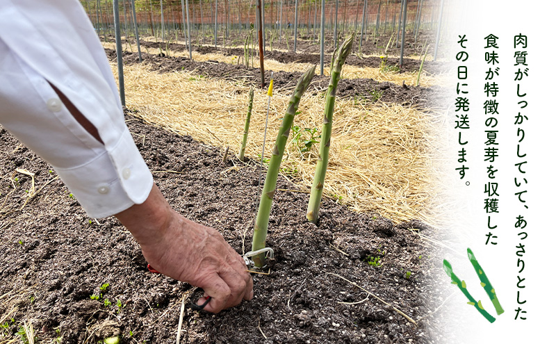 先行予約 2026年 夏アスパラガス 約1kg L～2L 混合 斎藤農園 野菜 アスパラガス 栄養豊富 ほんのり甘い 肉質しっかり あっさりとした食味  おつまみ 料理 お弁当 食材 青森県 鰺ヶ沢町