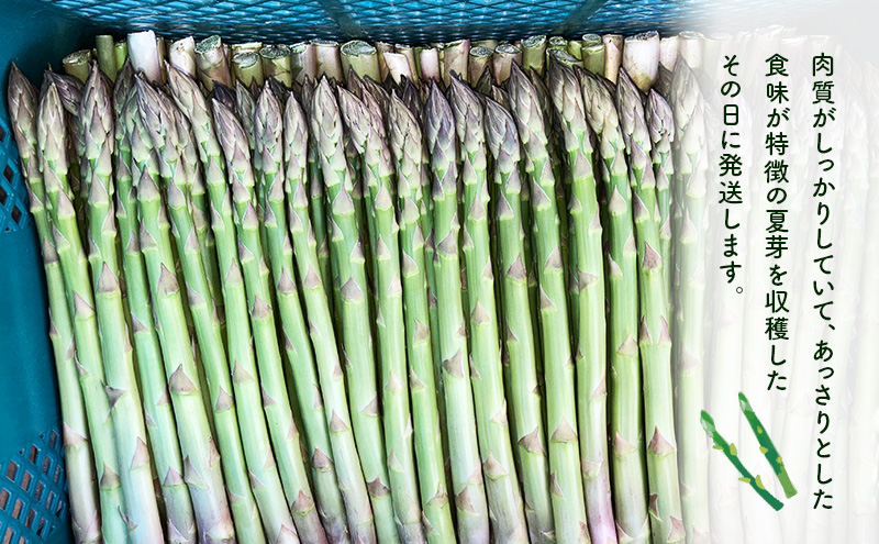 先行予約 2026年 夏アスパラガス 約1.2kg ＋100g M～L 混合 古川農園 ※オンライン決済限定 野菜 アスパラガス アスパラ 栄養豊富 ほんのり甘い 肉質しっかり あっさり おつまみ 料理 