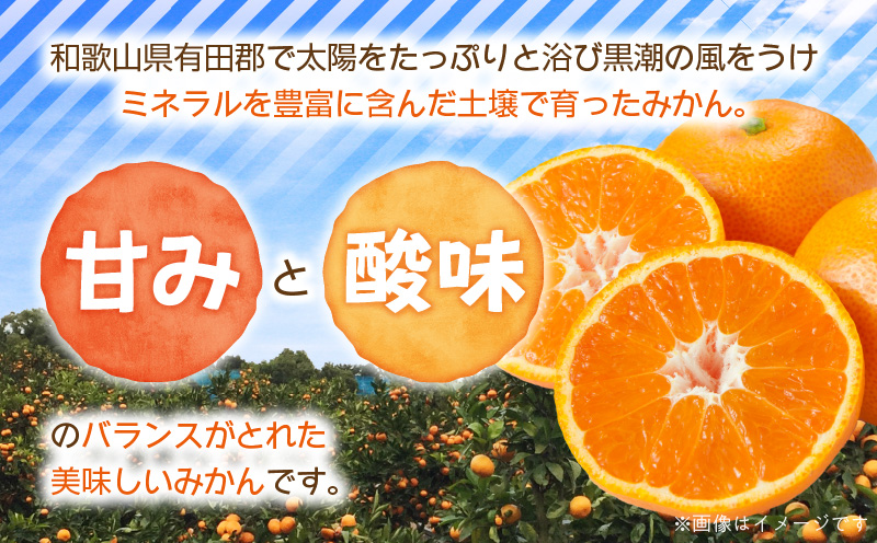 和歌山県湯浅町のふるさと納税 ZJ6102_S_【セゾン限定】【2025年先行予約】【ご家庭用】有田みかん約5kg　サイズ混合（S・M・Lサイズ）【湯浅町】
