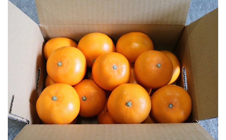 【まごころ手選別】和歌山産　せとか　化粧箱入り　(11～12玉) ※2026年2月下旬～4月中旬頃より順次発送予定