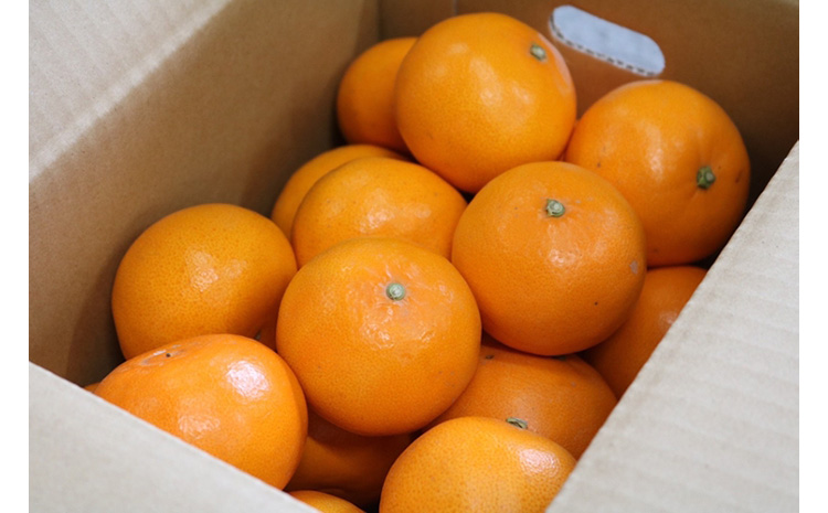 【まごころ手選別】和歌山産　せとか　約4kg 家庭用 ※2026年2月下旬～4月中旬頃より順次発送予定