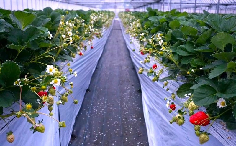 【2026年3月上旬より発送開始】【予約受付・3回定期便】あまおう贅沢セットNo.1 ※配送不可：北海道・沖縄県・離島