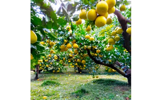 ＜2026年1月下旬より順次発送＞土佐文旦 家庭用 10kg 17～24玉入り L～3Lサイズ混合 先行予約 文旦 ぶんたん ブンタン 柑橘 フルーツ デザート 果物 ご当地 人気 名産 お取り寄せ 土佐 高知 土佐市