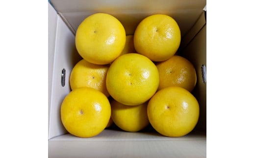 ＜2026年3月より順次発送＞土佐文旦 小玉 家庭用 3kg 7～9玉入り M～Lサイズ