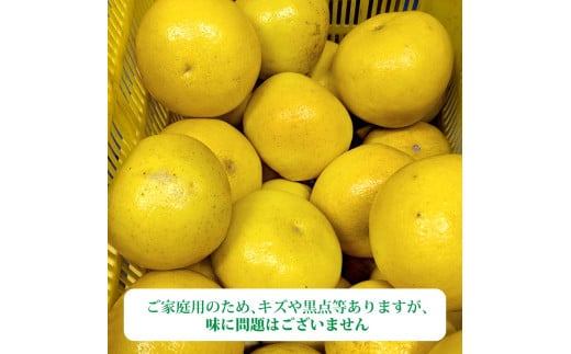 ＜2026年3月より順次発送＞土佐文旦 小玉 家庭用 10kg 23～29玉入り M～Lサイズ