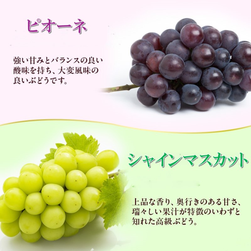 2026年 早期受付【高島屋選定品】シャインマスカット＆ピオーネ詰合せ 約1.1kg（2房合計） 岡山県高梁市産 個装箱入り 葡萄 ブドウ 贈り物