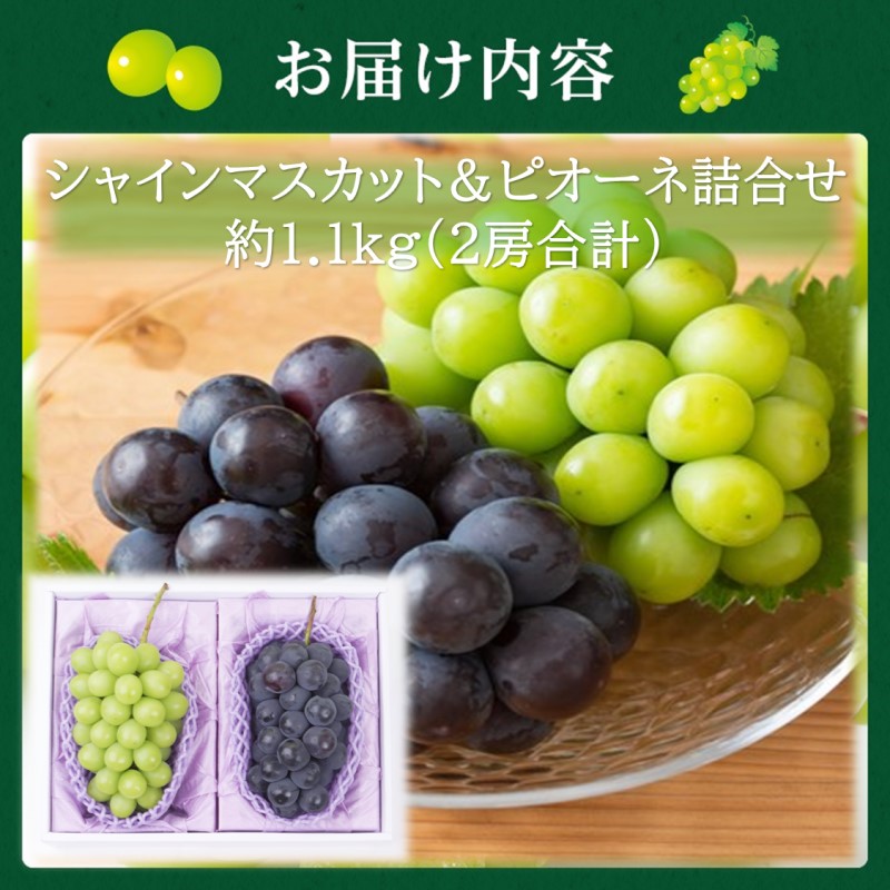 2026年 早期受付【高島屋選定品】シャインマスカット＆ピオーネ詰合せ 約1.1kg（2房合計） 岡山県高梁市産 個装箱入り 葡萄 ブドウ 贈り物