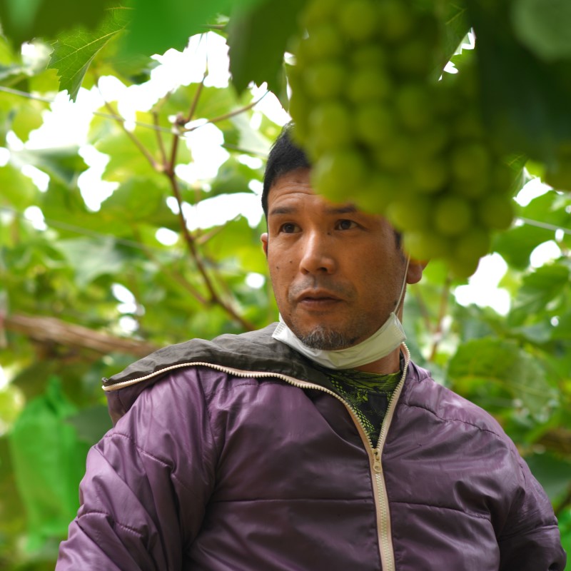 高梁市産 シャインマスカット 大房 (約700g) ぶどう ブドウ 葡萄 果物 フルーツ