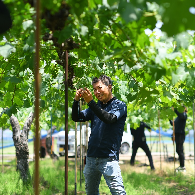 2026年 早期受付 岡山県産 桃 (約250g×2玉)・シャインマスカット(約500g×1房) 詰合せ 桃 シャインマスカット 果物 フルーツ
