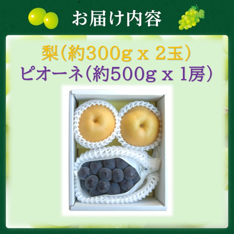2026年 早期受付 岡山県産 岡山の梨(約300g×2玉)・ピオーネ(約500g×1房) 詰合せ 梨 ピオーネ ぶどう ブドウ 葡萄 果物 フルーツ