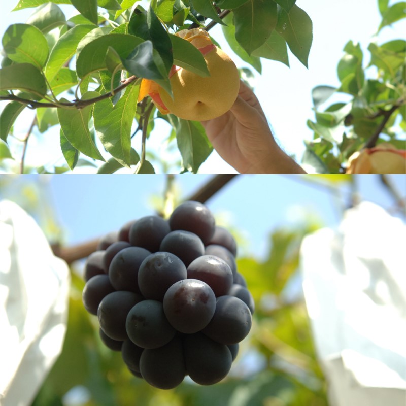 2026年 早期受付 岡山県産 岡山の梨(約300g×2玉)・ピオーネ(約500g×1房) 詰合せ 梨 ピオーネ ぶどう ブドウ 葡萄 果物 フルーツ