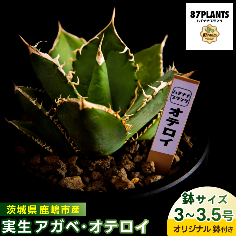 鹿嶋市産 実生アガベ・オテロイ オリジナル鉢付き（3～3.5号鉢サイズ）【アガベ オテロイ 多肉植物 鉢 茨城県 鹿嶋市 】（KCP-12）