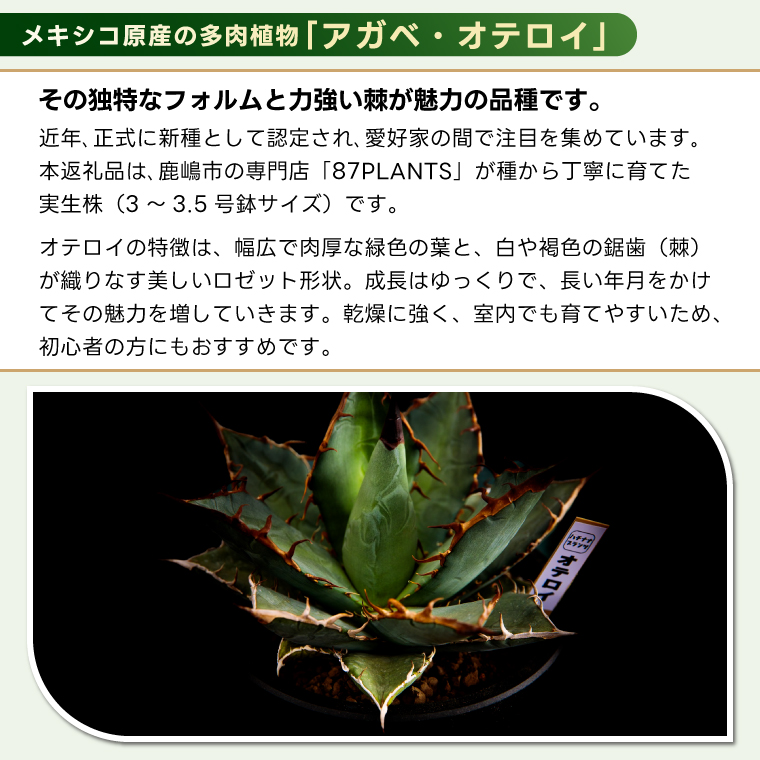 鹿嶋市産 実生アガベ・オテロイ オリジナル鉢付き（3～3.5号鉢サイズ）【アガベ オテロイ 多肉植物 鉢 茨城県 鹿嶋市 】（KCP-12）