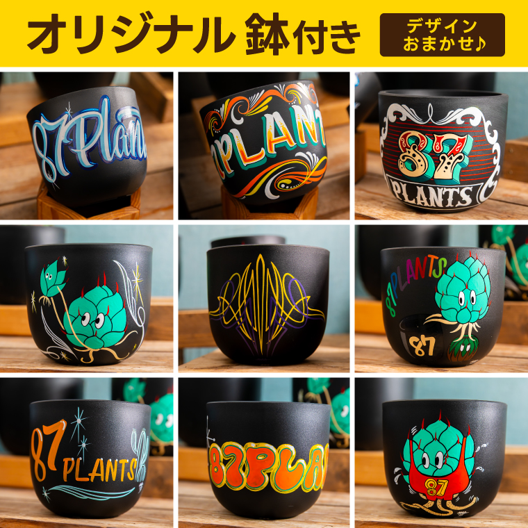 鹿嶋市産 実生アガベ・オテロイ オリジナル鉢付き（3～3.5号鉢サイズ）【アガベ オテロイ 多肉植物 鉢 茨城県 鹿嶋市 】（KCP-12）