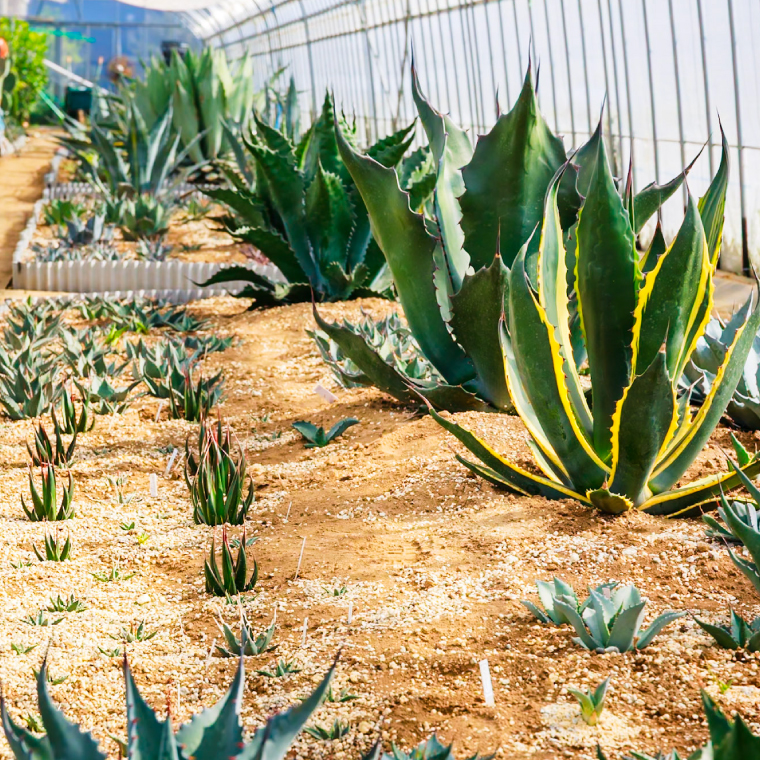 鹿嶋市産 実生アガベ・オテロイ オリジナル鉢付き（3～3.5号鉢サイズ）【アガベ オテロイ 多肉植物 鉢 茨城県 鹿嶋市 】（KCP-12）