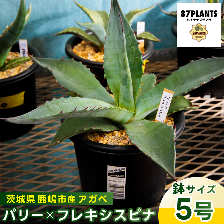 鹿嶋市産 実生アガベ・パリー×フレキシスピナ（5号鉢）【アガベ パリー フレキシスピナ 多肉植物 鉢 茨城県 鹿嶋市 】（KCP-15）