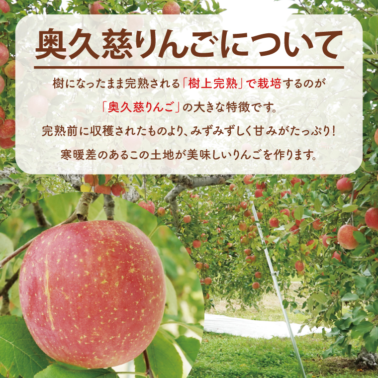 【訳あり】樹上完熟の奥久慈りんご「サンふじ」約5kg（12～23玉）不揃い 規格外 傷あり 色むら 家庭用｜斉藤りんご園第2直売所 茨城県 大子町 林檎 果物 フルーツ 旬（CG011-1）