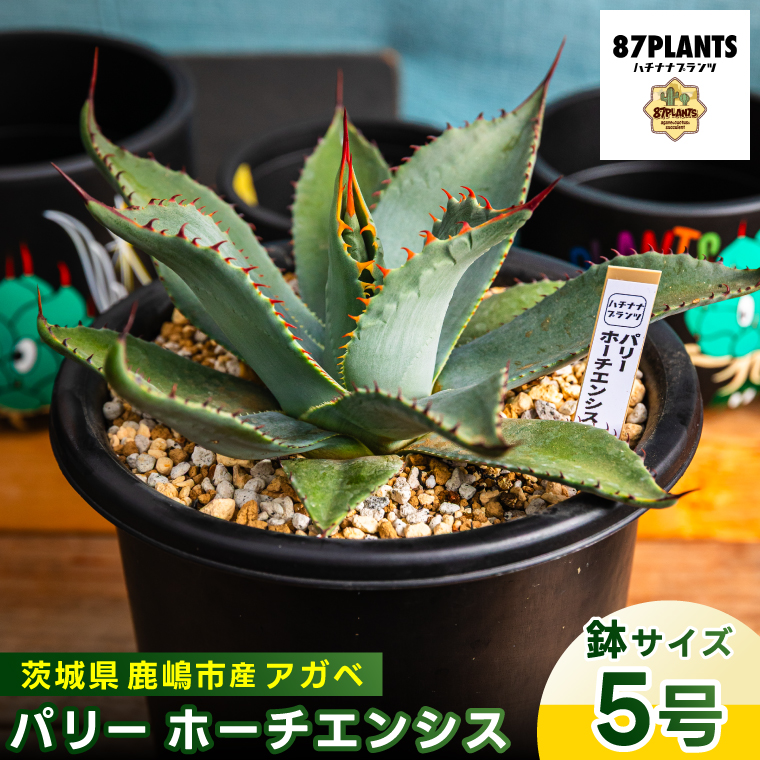 【茨城県鹿嶋市】鹿嶋市産 実生アガベ・パリー ホーチエンシス(吉祥天)5号鉢【アガベ パリー ホーチエンシス 多肉植物 鉢 茨城県 鹿嶋市 】(KCP-17)