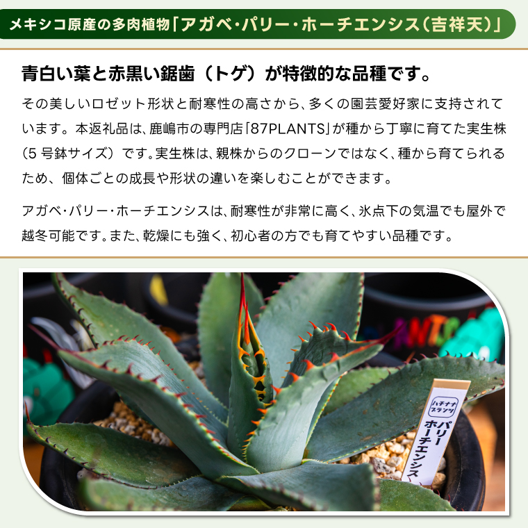 鹿嶋市産 実生アガベ・パリー ホーチエンシス（吉祥天）5号鉢【アガベ パリー ホーチエンシス 多肉植物 鉢 茨城県 鹿嶋市 】（KCP-17）