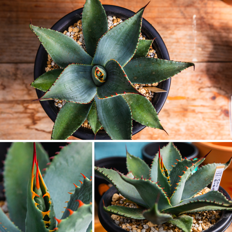 鹿嶋市産 実生アガベ・パリー ホーチエンシス（吉祥天）5号鉢【アガベ パリー ホーチエンシス 多肉植物 鉢 茨城県 鹿嶋市 】（KCP-17）