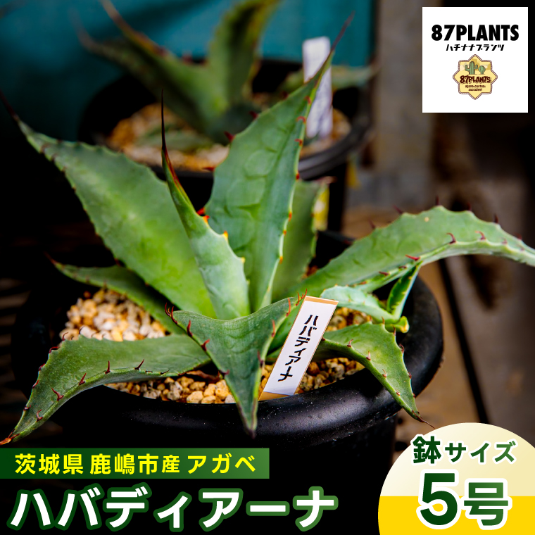 鹿嶋市産 実生アガベ・ハバディアーナ（5号鉢）【アガベ ハバディアーナ 多肉植物 鉢 茨城県 鹿嶋市 】（KCP-23）