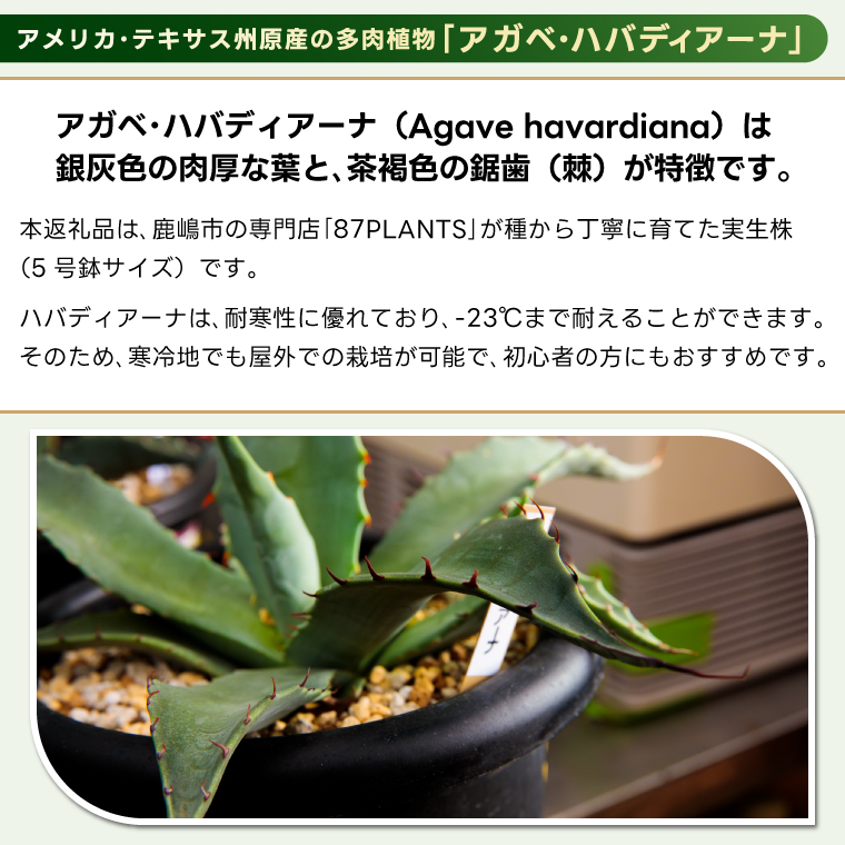 鹿嶋市産 実生アガベ・ハバディアーナ（5号鉢）【アガベ ハバディアーナ 多肉植物 鉢 茨城県 鹿嶋市 】（KCP-23）