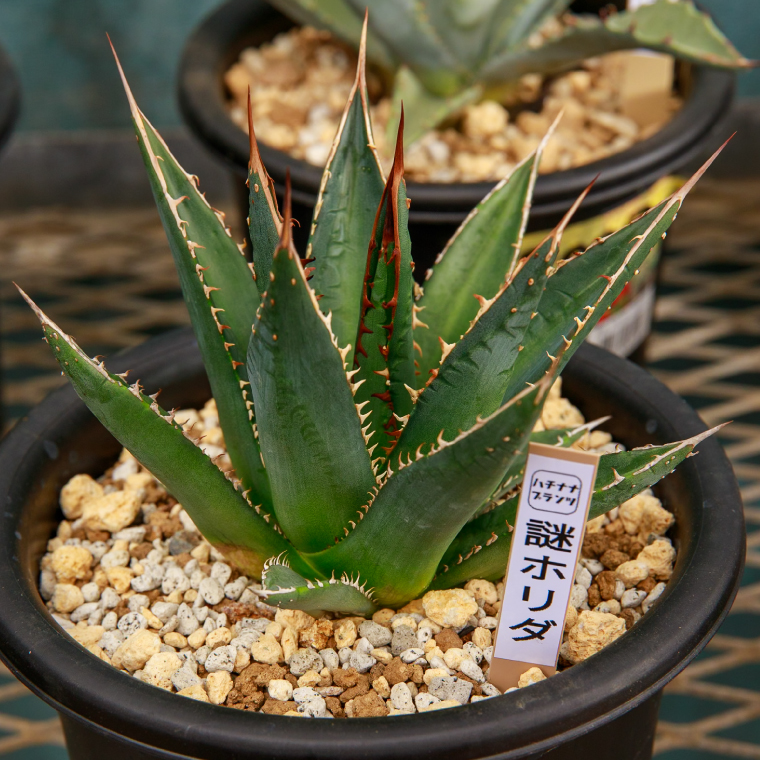 鹿嶋市産 実生アガベ 謎ホリダ【アガベ 謎ホリダ 多肉植物 鉢 茨城県 鹿嶋市 】（KCP-37）