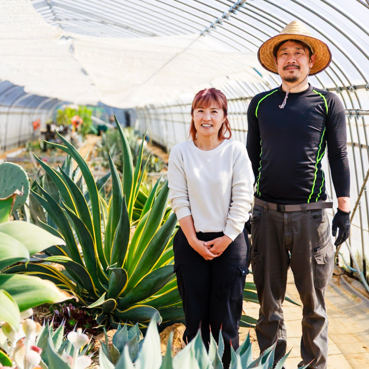 鹿嶋市産 実生アガベ 謎ホリダ【アガベ 謎ホリダ 多肉植物 鉢 茨城県 鹿嶋市 】（KCP-37）