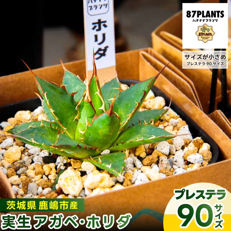 【茨城県鹿嶋市】鹿嶋市産 実生ホリダ プレステラ90サイズ【アガベ ホリダ 多肉植物 鉢 茨城県 鹿嶋市 】(KCP-39)