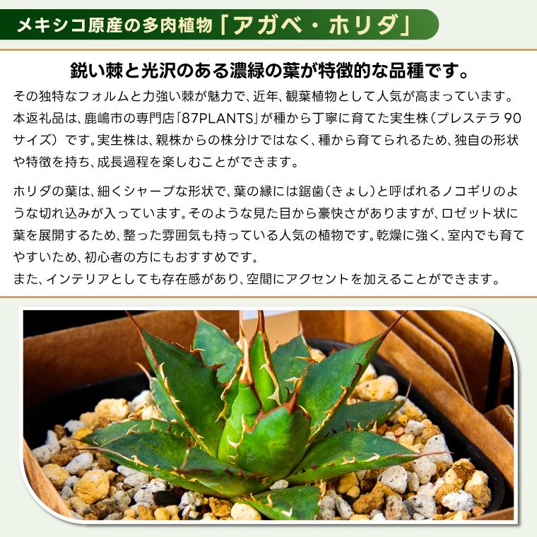 鹿嶋市産 実生ホリダ プレステラ90サイズ【アガベ ホリダ 多肉植物 鉢 茨城県 鹿嶋市 】（KCP-39）