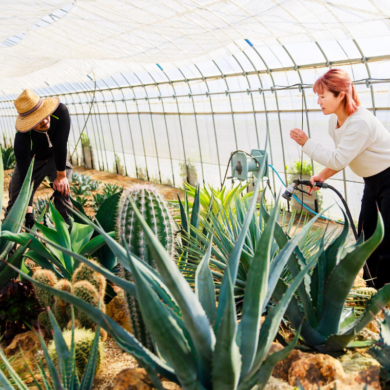 鹿嶋市産 実生ホリダ プレステラ90サイズ【アガベ ホリダ 多肉植物 鉢 茨城県 鹿嶋市 】（KCP-39）