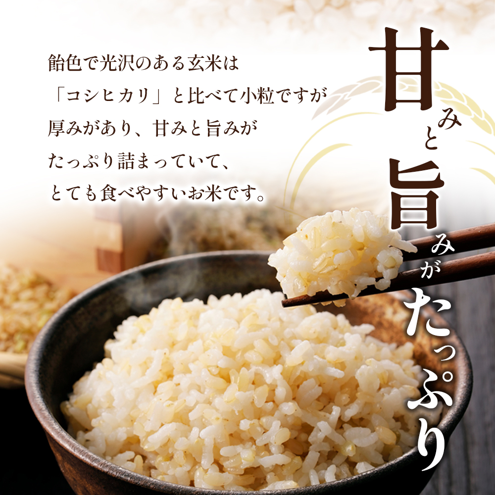 令和7年産　新米「ヒノヒカリ」10kg（玄米） お米 10kg 