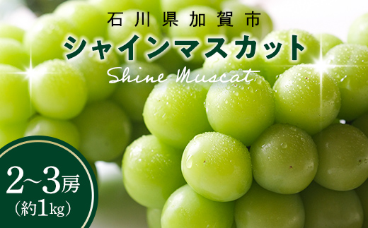 シャインマスカット約1kg 石川県加賀市産（ご家庭用） シャインマスカット マスカット ぶどうぶどうぶどう 葡萄 デザート フルーツフルーツフルーツフルーツ 果物 くだもの 果実 食品 F6P-2629
