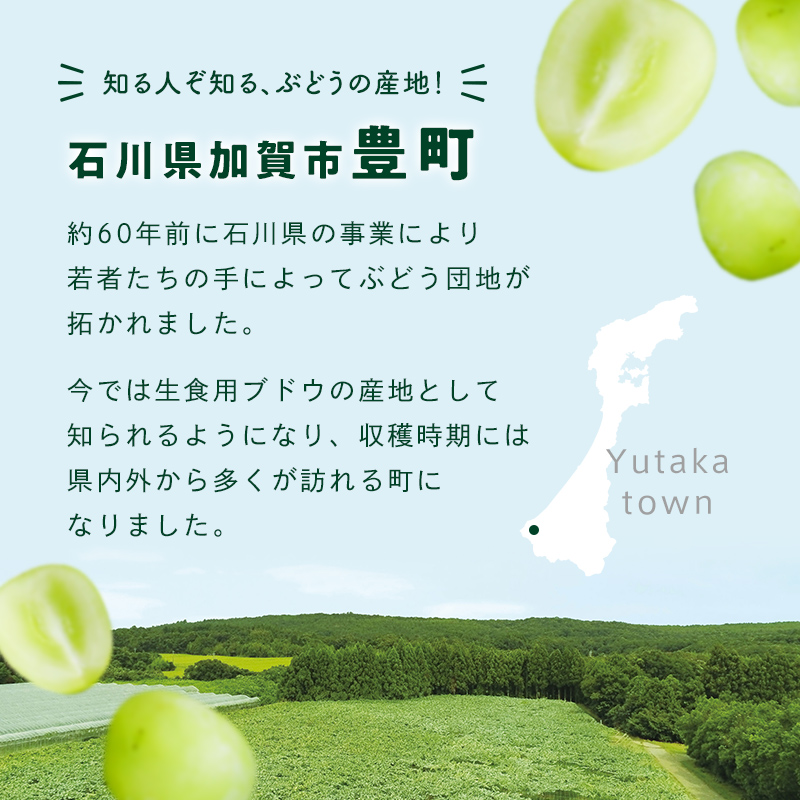 【2026年先行予約】シャインマスカット約1kg 石川県加賀市産（ご家庭用） シャインマスカット マスカット ぶどうぶどうぶどう 葡萄 デザート フルーツフルーツフルーツフルーツ 果物 くだもの 果実 食品 F6P-2629
