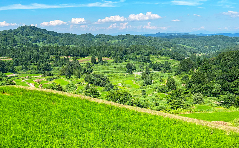 大地の恵みを味わいながら未来を守る「星峠棚田米」 10kg（白米）越後まつだい 魚沼産コシヒカリ