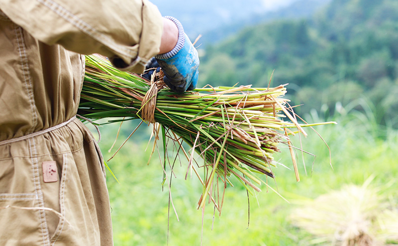 大地の恵みを味わいながら未来を守る「星峠棚田米」 10kg（白米）越後まつだい 魚沼産コシヒカリ