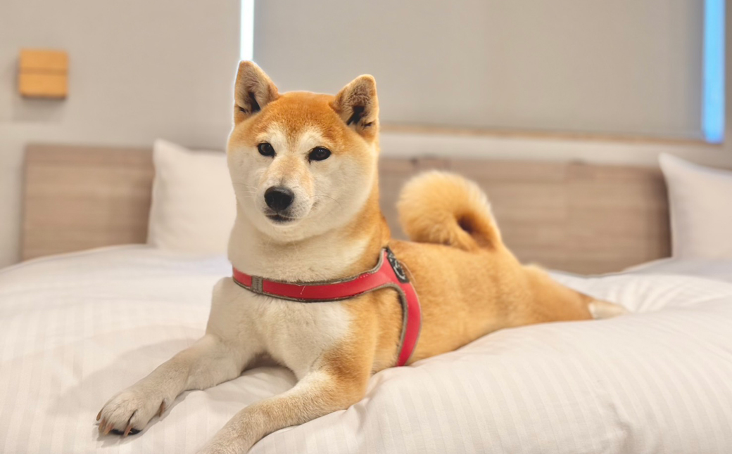 淡路島で愛犬と泊まれる宿<DOGGYWOOD>で使える宿泊ご優待券60,000円分