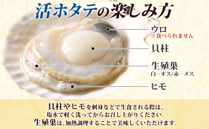 北海道産 活ほたて 2年貝 約 9kg 67枚～100枚 2026年3月中旬～3月下旬頃お届け 殻付き 貝付き 帆立 ホタテ ほたて 貝 魚介 海産 海鮮 貝柱 噴火湾 刺身 焼き フライ 生産者支援 産地直送 送料無料 
