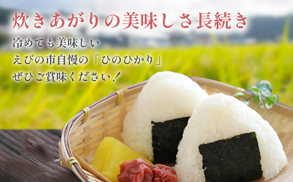お米　ひのひかり　5kg　追加購入ok　九州産　コメ　精米　主食　ご飯 令和6年産】米 えびの産 ひのひかり 5kg 米 お米 精米 白米 ご飯