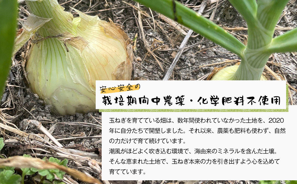 自然栽培玉ねぎ 3kg 《大小様々なサイズのため訳あり》