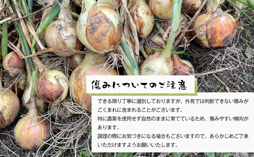 自然栽培玉ねぎ 3kg 《大小様々なサイズのため訳あり》