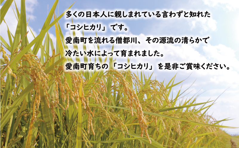 先行予約 新米 令和7年産 コシヒカリ 10kg 24000円 お米 白米 精米 米 こめ 産地直送 国産 農家直送 期間限定 数量限定 特産品 先行 事前 受付 令和7年度産 2025年産 もっちり 粘り 甘み おいしい おにぎり こしひかり 内祝い お祝い 贈答品 お返し プレゼント ギフト 土産 御礼 お礼 お取り寄せ 田中均 愛南町 愛媛県