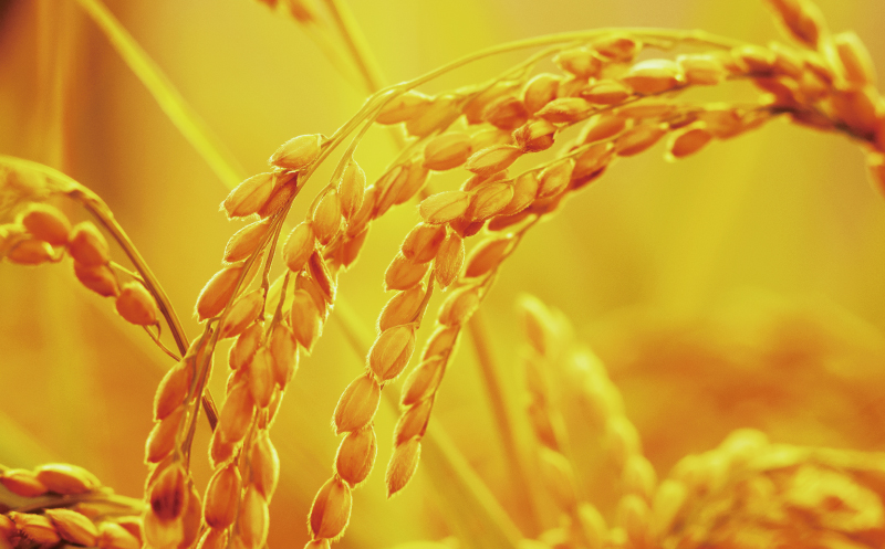 先行予約 新米 令和7年産 コシヒカリ 10kg 24000円 お米 白米 精米 米 こめ 産地直送 国産 農家直送 期間限定 数量限定 特産品 先行 事前 受付 令和7年度産 2025年産 もっちり 粘り 甘み おいしい おにぎり こしひかり 内祝い お祝い 贈答品 お返し プレゼント ギフト 土産 御礼 お礼 お取り寄せ 田中均 愛南町 愛媛県