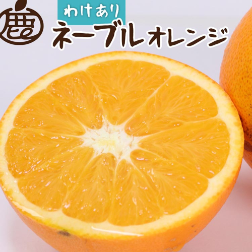 【和歌山県美浜町】<2月より発送>家庭用 ネーブルオレンジ1kg+250g(傷み補償分)|訳あり・わけあり【光センサー選別】 ※北海道・沖縄・離島への配送不可 ※2026年2月上旬〜2月下旬頃に順次発送予定