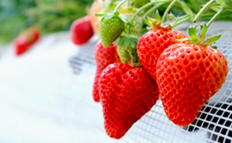 いちご 1月配送 しあわせもん あまおう 化粧箱 1箱 いちご職人 白木のいちご イチゴ 苺 果物 デザート ※配送不可：沖縄・離島