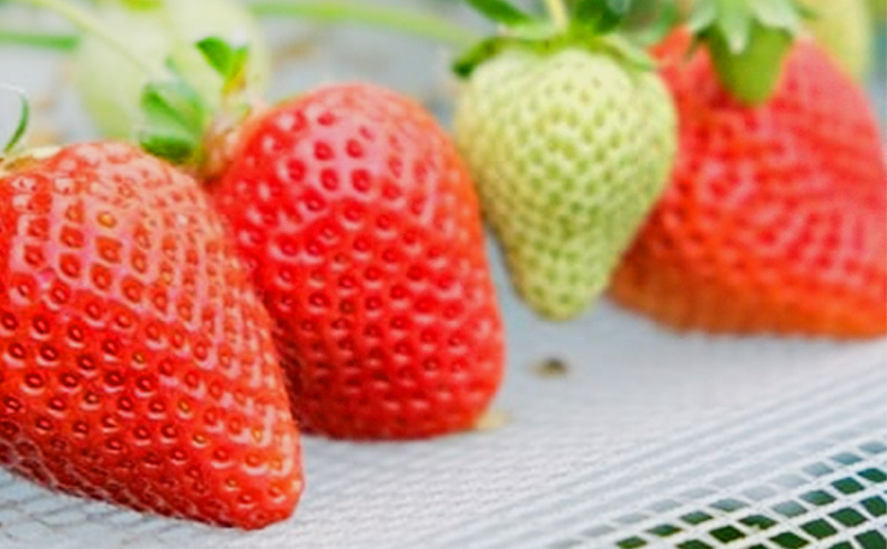 いちご いちご職人直送 白木のいちご 特選 あまおう (特大サイズ) 8粒 イチゴ 苺 果物 デザート ※配送不可：沖縄・離島