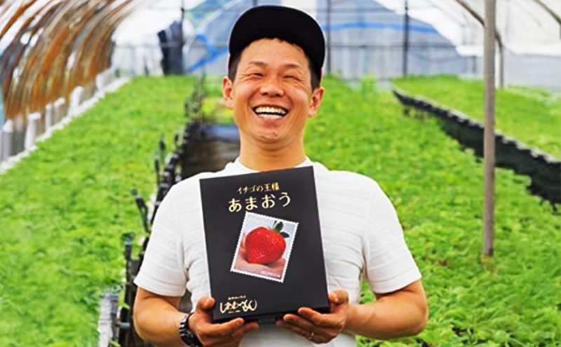 いちご いちご職人 白木のいちご あまおう 300g×4パック詰め (M～3Lサイズ) イチゴ 苺 果物 デザート ※配送不可：沖縄・離島