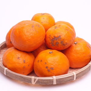 ＜4月より発送＞家庭用 カラマンダリン10kg+250g（傷み補償分）◇【南津海・なつみ】【希少な春柑橘】【わけあり・訳あり】【みかんと同じように食べられます】　※北海道・沖縄・離島への配送不可　※2026年4月上旬～5月下旬頃に順次発送予定