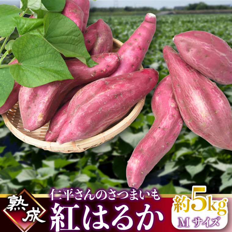 【茨城県行方市】【2026年1月より順次発送】仁平さんの熟成紅はるか 約5kg(Mサイズ・洗い)|さつまいも サツマイモ さつま芋 いも 紅はるか 熟成さつまいも 熟成 茨城県 行方市(CH-3)
